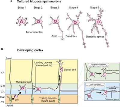 Neuronal Polarity: Positive and Negative Feedback Signals